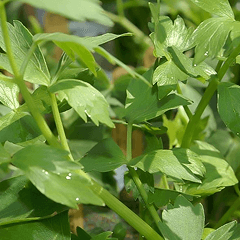 Libeček lékařský